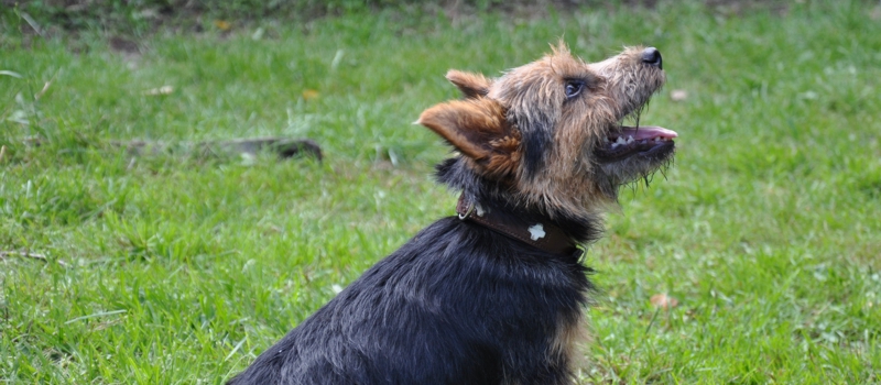 Pfotentreff - Die Hundeschule fr Potsdam, Werder und Umgebung