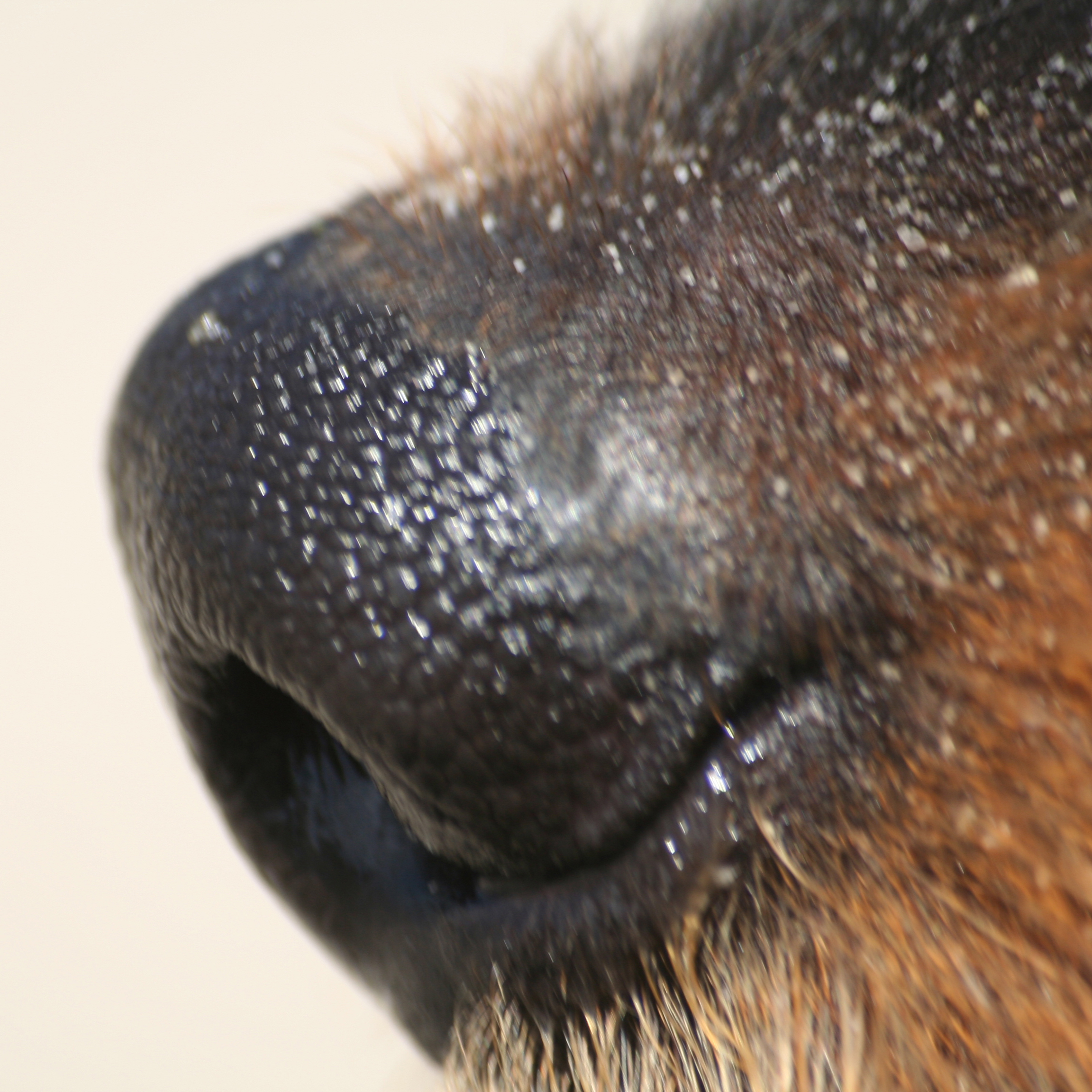 Pfotentreff - Die Hundeschule fr Potsdam, Werder und Umgebung