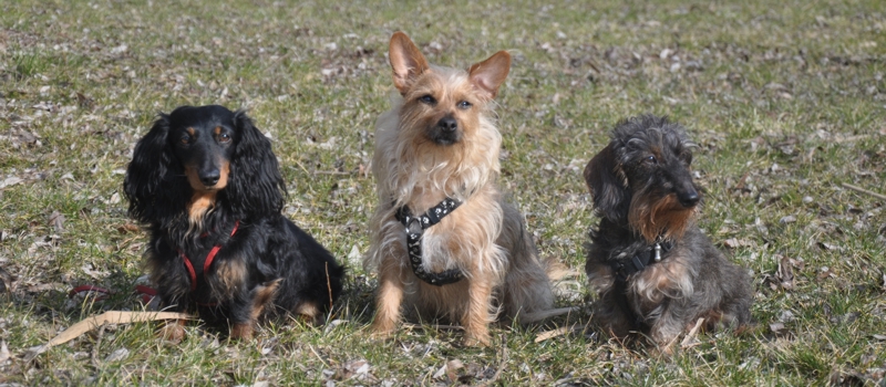 Pfotentreff - Die Hundeschule fr Potsdam, Werder und Umgebung