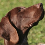 Pfotentreff - Die Hundeschule fr Potsdam, Werder und Umgebung