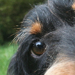 Pfotentreff - Die Hundeschule fr Potsdam, Werder und Umgebung