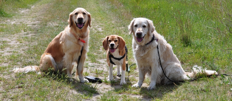 Pfotentreff - Die Hundeschule für Potsdam, Werder und Umgebung